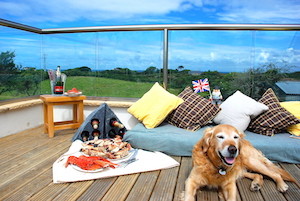 Golden retriever lying on balcony surrounded by cushions and food,royal...