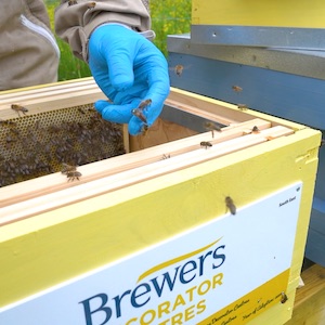 Brewers' bee activities