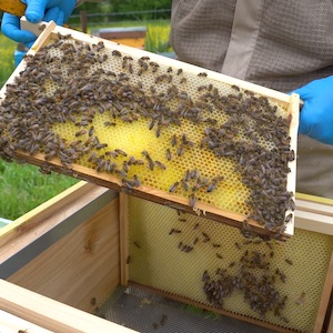 Bees (6) copy